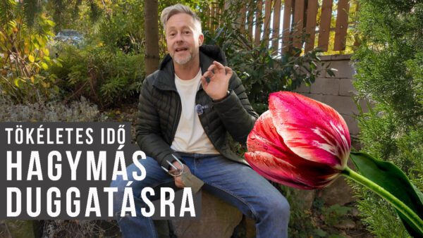 tavaszi hagymások ültetése