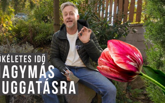 tavaszi hagymások ültetése