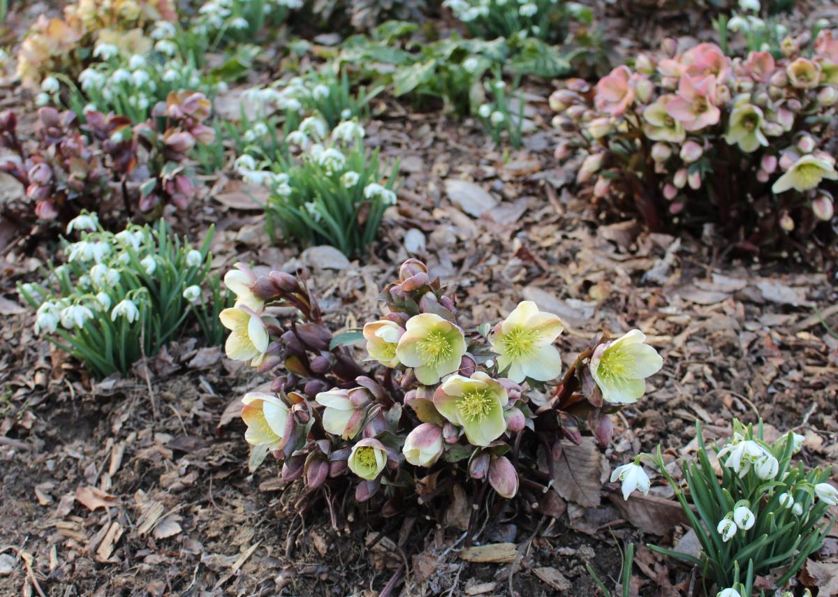 fekete hunyor a kertben