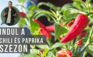 paprika nevelése nevelőlámpa alatt