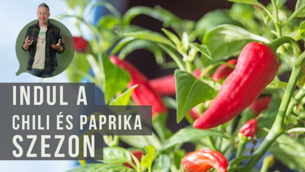 paprika nevelése nevelőlámpa alatt