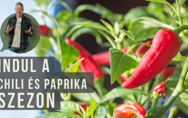 paprika nevelése nevelőlámpa alatt
