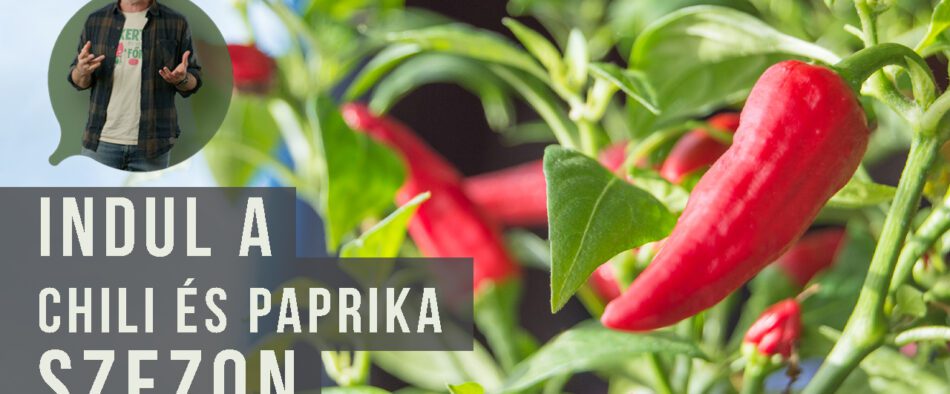 paprika nevelése nevelőlámpa alatt