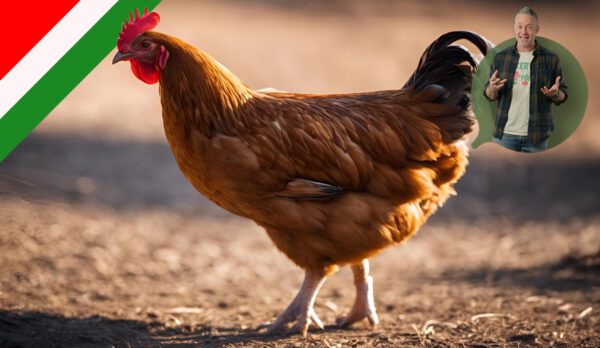 baromfitrágya pellet