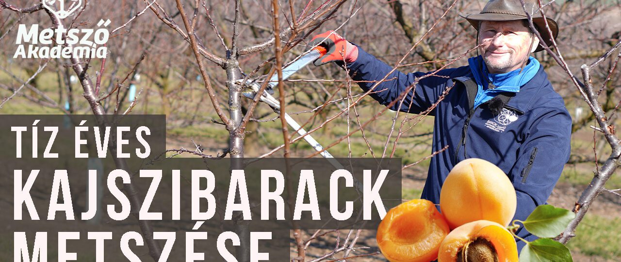 10 éves kajszibarack metszése