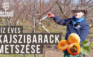 10 éves kajszibarack metszése