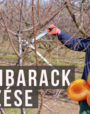 10 éves kajszibarack metszése