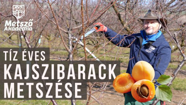 10 éves kajszibarack metszése