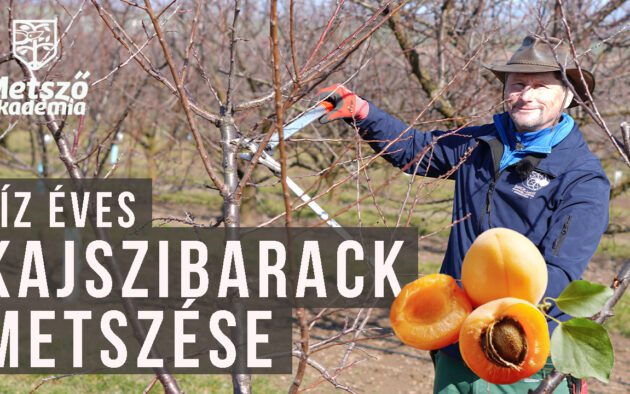 10 éves kajszibarack metszése