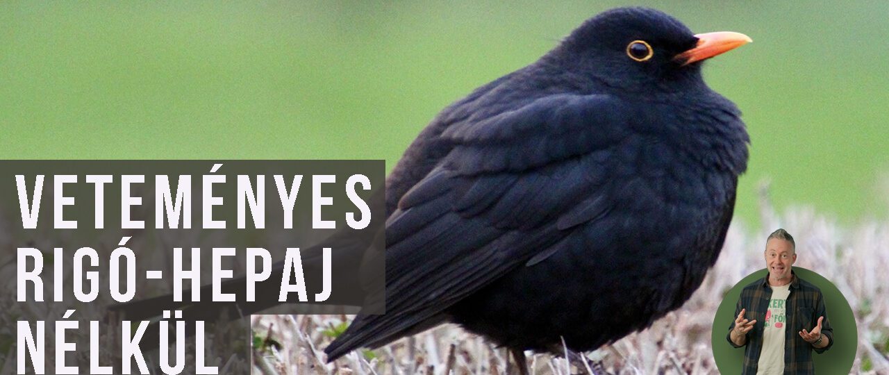 madárháló a veteményesben