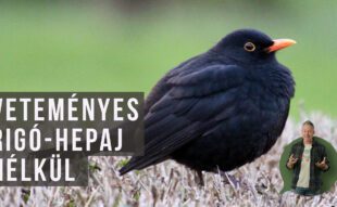 madárháló a veteményesben