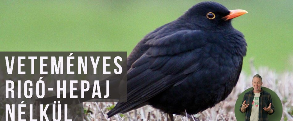 madárháló a veteményesben