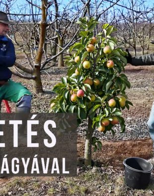 faültetés baromfitrágyával