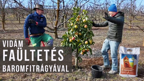 faültetés baromfitrágyával
