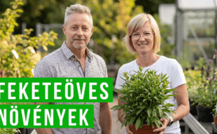 feketeöves növények a kertben