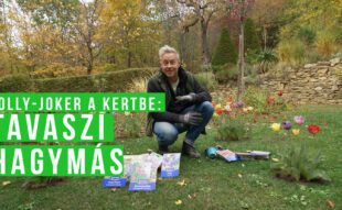 tavaszi hagymások ültetése ősszel