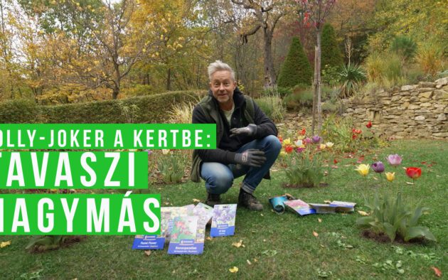 tavaszi hagymások ültetése ősszel